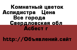 Комнатный цветок Аспидистра › Цена ­ 150 - Все города  »    . Свердловская обл.,Асбест г.